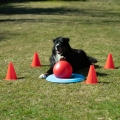 Bild 2 von PROCYON Dog Golf Set