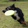 Bild 3 von PROCYON TPR Frisbee