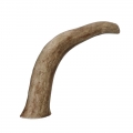 Bild 2 von Viking Antler Hard Rothirschgeweih